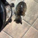 우리두리춘천갈비 | 춘천 후평동 고기집 추천! 소림숯불생고기 솔직 리뷰 (삼겹살·돼지갈비)