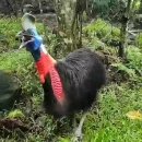 화식조(Cassowary) 울음소리 이미지