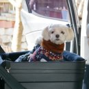 멍냥 펫택시 이미지