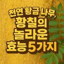 약나무마실 | 황칠나무 효능 - 전부 약이 되는 나무