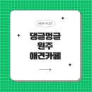 댕글댕글유치원 | 원주 애견동반 댕글멍글 실내 애견카페 후기