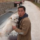 느낌it개 이미지