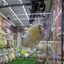 짱이뽑기샵 이미지