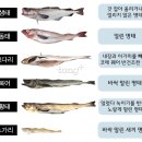 명태