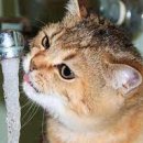 ACE동물병원 이미지