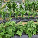 율곡천 4 이미지