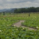 경주연꽃단지 이미지