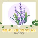 허브이야기 이미지