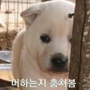 똥강아지 이미지