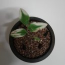 서반농장 이미지