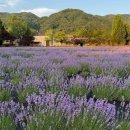 라벤더 이미지