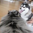 폼스키 | 폼스키교배 전국출장