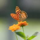 여름을 즐기는 환상적인 나비들 이미지