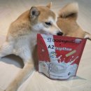 이지덴탈 | A2 이지츄 도그시그널 덴탈 플러스 체험후기