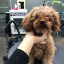 Just Grooming 이미지