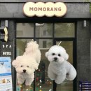 뽀송뽀송 애견미용 | 대전 도안동 애견미용｜모모랑 강아지 미용실 비숑 귀툭튀 후기