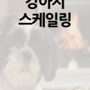 동물병원예지 이미지
