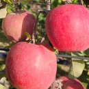 지산농장 | 6시내고향 홍천 사과 택배 주문! 김프로고랭지산사과 달콤 아삭한 농장직배송 🍏