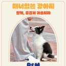 P&M 반려견교육센터 대전점 이미지