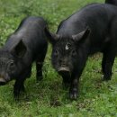 연성축산 이미지