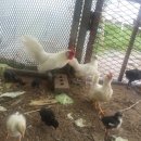 승현 농장 이미지