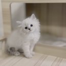 오케이독 | 여주네바마스커레이드분양? 오케이독 부천본점에서 답 찾기!