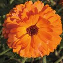 대원안경 | 루테인지아잔틴 아스타잔틴 추천 눈 피로 극복한 후기