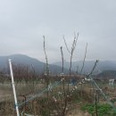 청솔바이오 이미지