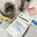 펠리스 | 고양이유산균 반려묘 필수 영양제 추천, 닥터펠리스 프로바이오틱스 급여 후기