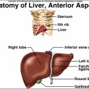 The Liver and Jaundice 이미지
