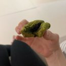올리바가든 | [답례품] 회의 행사 돌잔치 결혼 경조사 답례품 올리바가든 구움 찰떡 4구 세트 구매후기 [내돈내산]