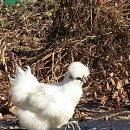 백봉닭농장 이미지