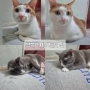 헌옷리폼교실 | [집사 필수템!] 분리불안 뚝! 내 옷으로 만든 세상에 하나뿐인 '쌍복이네 묘한쿠션' 리폼 체험 후기 ❤️