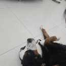 파주365동물의료센터 | 파주 24시동물병원 마이동물의료센터 대형견 개복수술