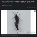 요즘 많이 보이는 벌레 이미지