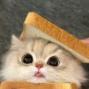 나만 없어 고양이 이미지