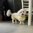 바르다펫 꿈의숲점 이미지