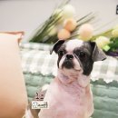 바비펫샵 이미지