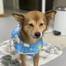#강아지물놀이 #구명조끼 우리 강아지와 함께 떠난 시원한 물놀이! 비앤럽 강아지 구명조끼 후기