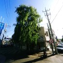 벤지애견 이미지