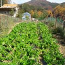 만추의 전원 이미지