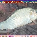 발랑낚시터 이미지