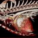 브이동물메디컬센터 이미지
