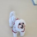 몽벨로 펫 케어센터 | 일산애견유치원 소담펫 소심한 소형견 강아지 전용 유치원 등원테스트 후기