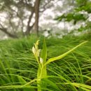 대간 37-26구간 (고치령~국망봉~비로봉~죽령) 이미지