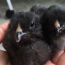 두마농장 이미지