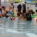 도그월드 이미지