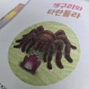 허밍북스 | [과학그림책] 『개구리와 타란툴라』 - 키위북스