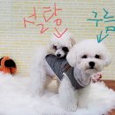 요크독애견샵 이미지