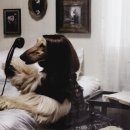 애견모델 이미지